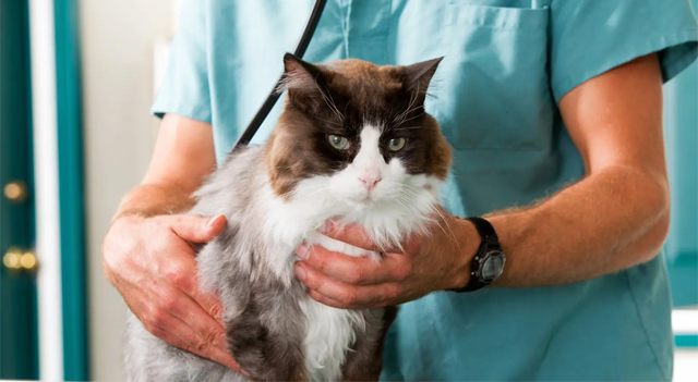 ECO Animal Health Delivers Strong H1 2025 Performance and Reaches Key R&D Milestone