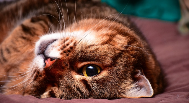 Pets at Home Posts FY26 Interim Results as Retail Turnaround Efforts Intensify