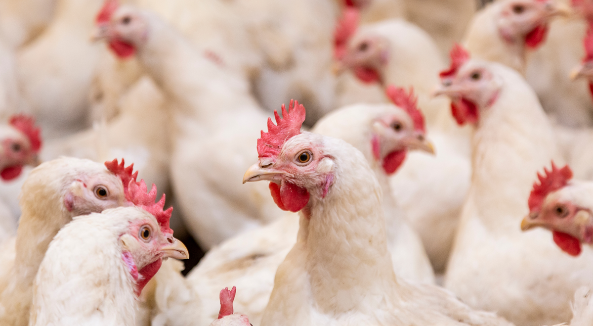 Eco Animal Health launches proprietary poultry vaccine across the EU (EAH)