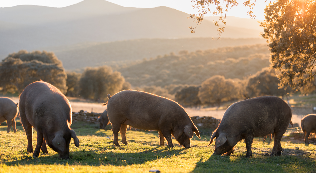 Herd of pigs in a field