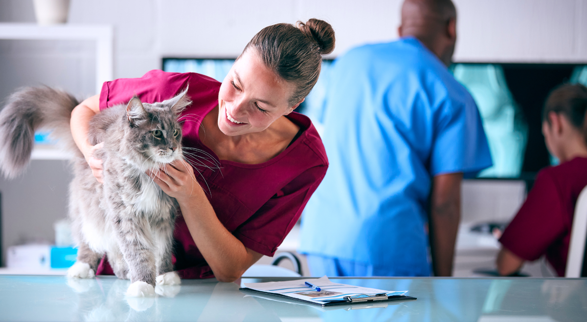 Vet examining fluffy cat