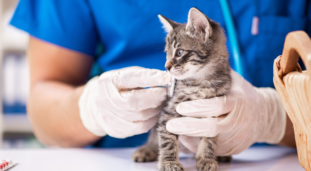 Vet with kitten