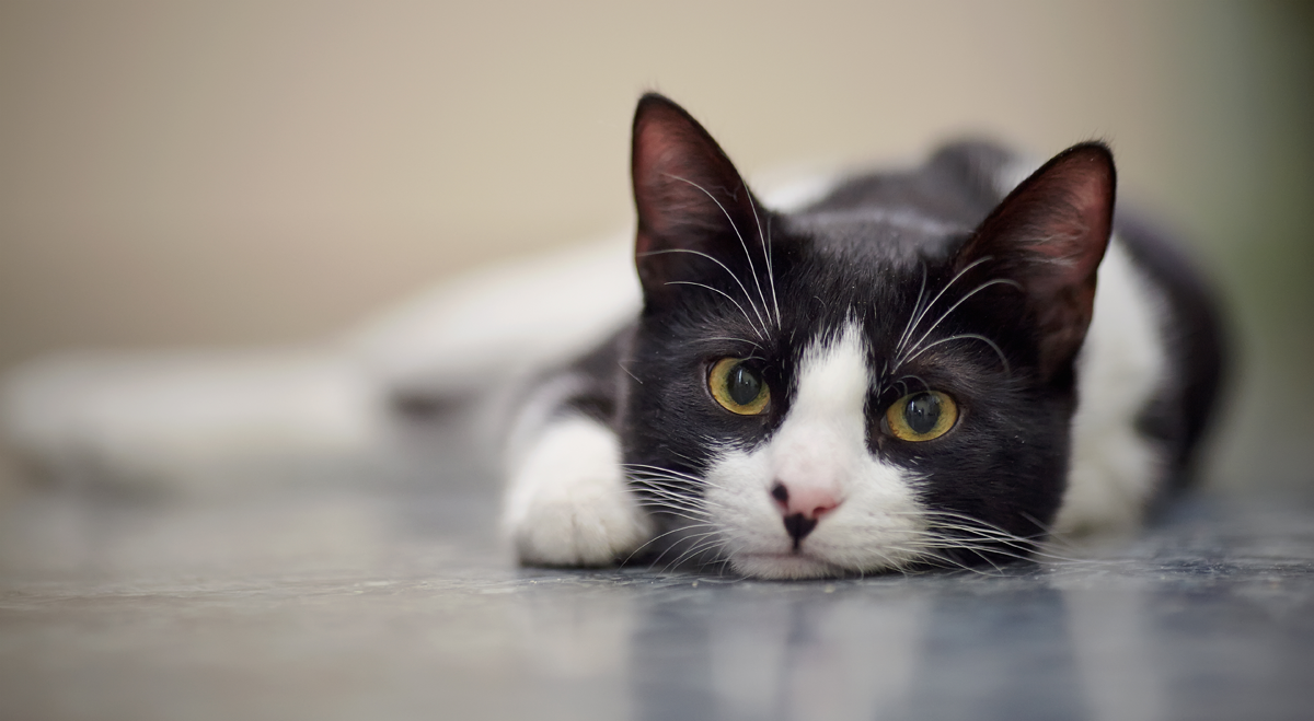 Pets at Home Reaffirms Full-Year Outlook After Strong First-Quarter Trading