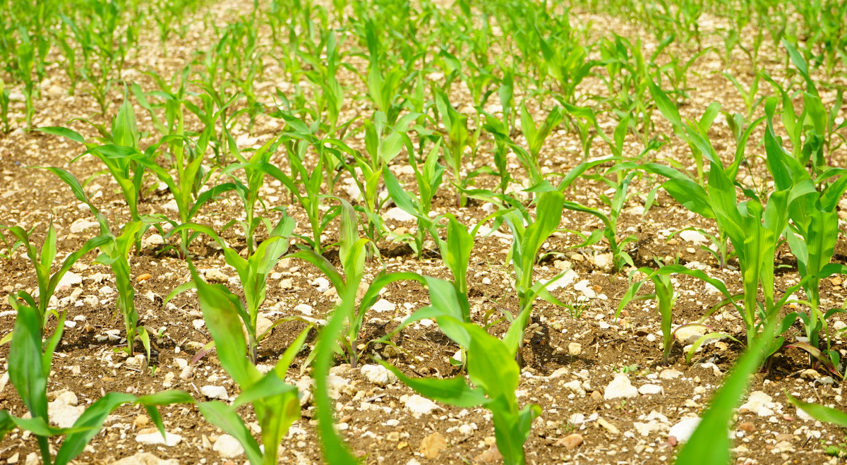 Atome Works to Finalise Power Agreement for Paraguay Green Fertiliser Project (ATOM)
